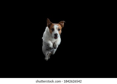 The Dog Is Jumping. Active Jack Russell Terrier In The Studio On A Black Background