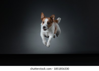 The Dog Is Jumping. Active Jack Russell Terrier In The Studio On Gray Background