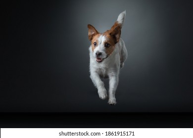 The Dog Is Jumping. Active Jack Russell Terrier In The Studio On Gray Background