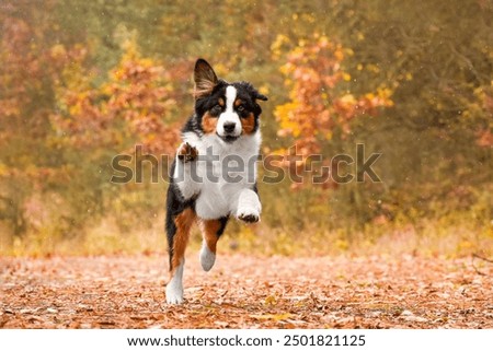 Similar – Image, Stock Photo Australian Shepherd animal portrait