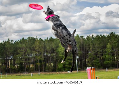 Dog jumping to catch frisbee