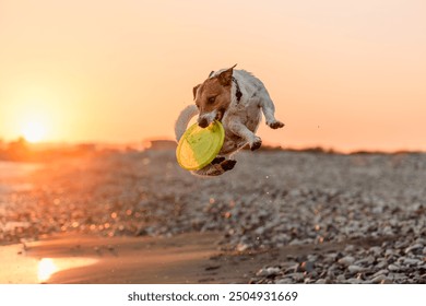 Dog jumping and catching plastic flying disc playing at sea beach in sunset light