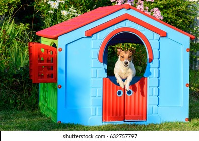 Dog Jumping From Colorful House At Playground At Garden