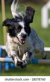 Dog Jumping A Fence In An Agility Competition