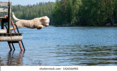 Dog Jumping Into Lake. Dog Breed: Lagotto Romagnolo. Location Finland.