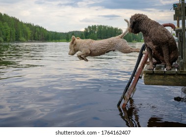 Dog Jumping Into Lake From Pier. Another One Watching. Dog Breed: Lagotto Romagnolo. Location Finland.