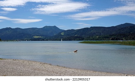 Dog Jumping Into Lake Tegernsee In Bavaria, Germany, With Mountains In The Background