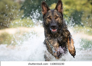 Dog Jumping Into Water 