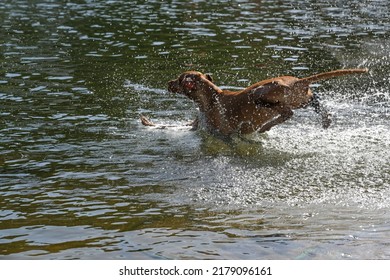 Dog Jumping Into The Water With Lots Of Splashing, Fun And Refreshment At The Lake In The Hot Summer, Copy Space, Selected Focus, Motion Blur