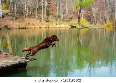 A Dog Jumping Off Of A Dock