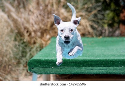 Dog Jumping Off The Dock Into The Swimming Pool