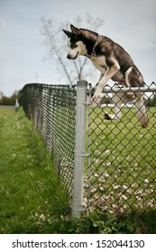 Dog Jumping Over A Fence