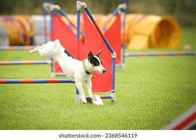 Dog is jumping over the hurdles.  Amazing day on czech agility privat training - Shutterstock ID 2368546119