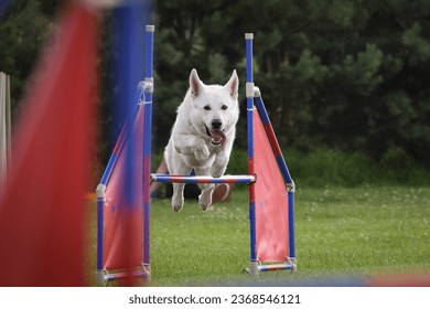 Dog is jumping over the hurdles.  Amazing day on czech agility privat training - Shutterstock ID 2368546121