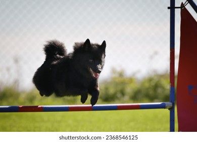 Dog is jumping over the hurdles.  Amazing day on czech agility privat training - Shutterstock ID 2368546125