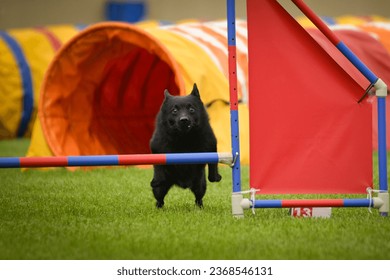 Dog is jumping over the hurdles.  Amazing day on czech agility privat training - Shutterstock ID 2368546131