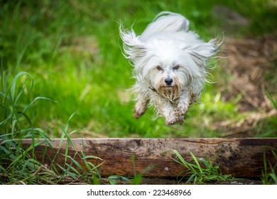 Dog Jumping Over A Tree Trunk