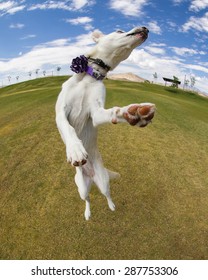 Dog Jumping At The Park On A Sunny Day Captured With A Fish Eye Lens