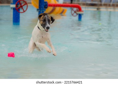 Dog Jumping In A Pool