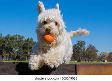 Dog Jumping Small Fence With Orange Ball