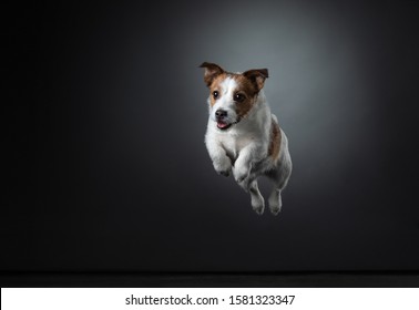 Dog Jumping In Studio. Jack Russell Terrier Flies On Camera