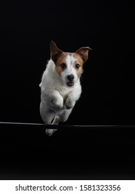 Dog Jumping In Studio. Jack Russell Terrier Flies On Camera