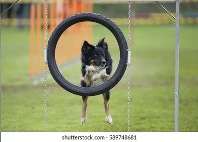 Dog jumping through agility hoop. His look is attentive and carefully listen to abide next command.
