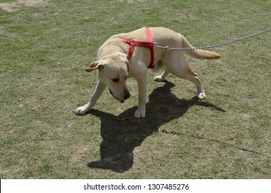 Dog Jumping Through A Hoop