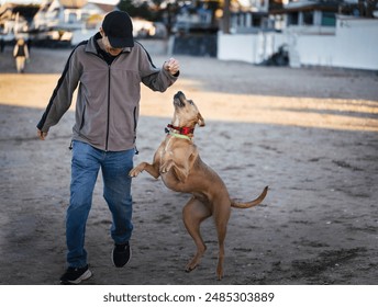 Dog jumping up for treats from its owner at the beach. Auckland.   - Powered by Shutterstock