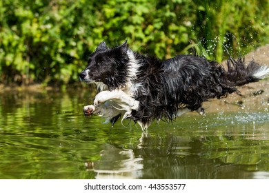 Dog Jumping In The Water