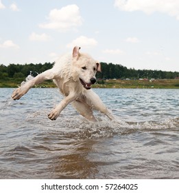 Dog Jumping In The Water. Labrador Is Playing