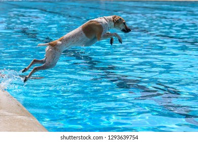 Dog Jumping Water Pool