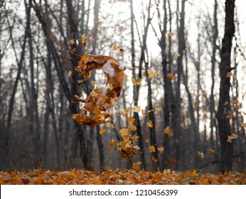 Royalty Free The Dog Jumps Behind Leaves Images Stock Photos