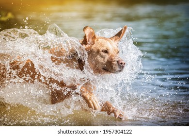 Dog Jumps Fast In Water 