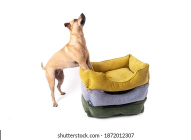 The dog jumps happily, leaning its front paws on three colored piles of piles for sleeping animals. White background. Isolate.
