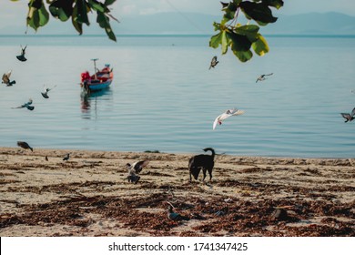 A Dog Jumps Into The Sand To Attack Birds.