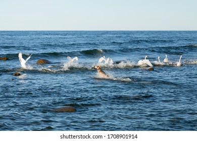 A Dog Jumps Into The Sea To Attack Swans.