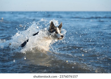 the dog jumps on the water. Funny border collie playing on nature by the sea at sunset, splash - Powered by Shutterstock