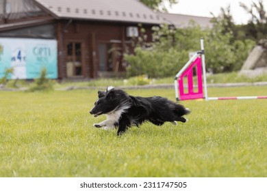 Dog jumps over a hurdle of an agility course. Agility competition, dog sport - Shutterstock ID 2311747505
