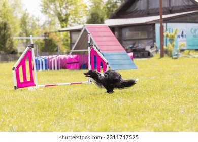 Dog jumps over a hurdle of an agility course. Agility competition, dog sport - Shutterstock ID 2311747525