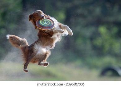 The dog jumps for a plate. Border collie for the frisbee competition