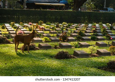 A Dog At Kanchanaburi Allied War Cemetary, World War II Historical Memorial, Kanchanaburi Province, Thailand. On Jan 27, 2019.