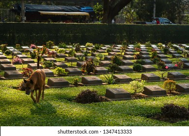 A Dog At Kanchanaburi Allied War Cemetary, World War II Historical Memorial, Kanchanaburi Province, Thailand. On Jan 27, 2019.