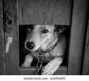 Dog Kennel Stock Photo 616924691 | Shutterstock