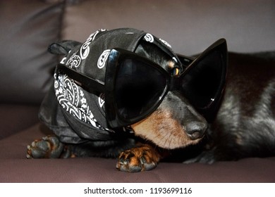 A dog in a kerchief and sunglasses, a creative stylish Dachshund in glasses