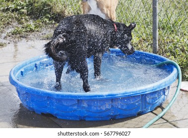 Dog In Kiddie Pool Shaking Off Water.