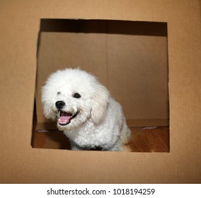 Dog In A Kissing Booth