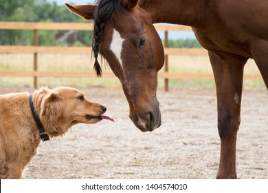 Dog kissing horse. Friendly Golden Retriever pup and his best friend, an Arabian Quarter Horse on a ranch in Colorado on a beautiful spring morning. Showing love and affection with a big smooch.