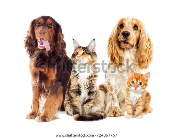 Photo De Stock Joli Chien Et Chat Ensemble Sur Shutterstock