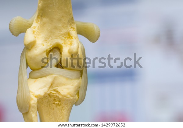 dog knee joint mold back view, meniscus and\
cruciate ligament